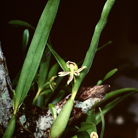 Prosthechea calamaria unspecified picture