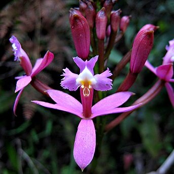 Epidendrum secundum unspecified picture