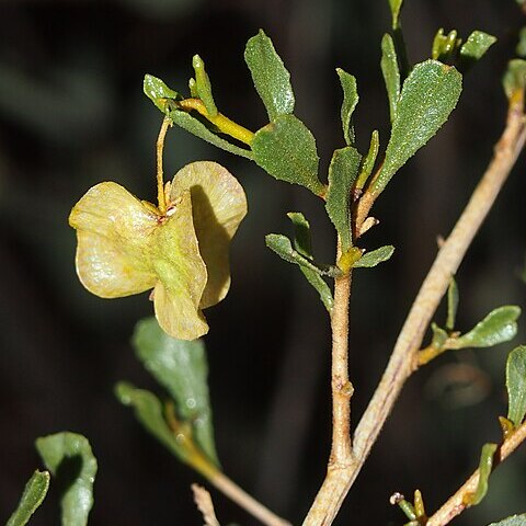 Dodonaea coriacea unspecified picture