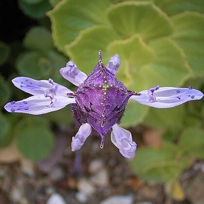 Plectranthus arabicus unspecified picture