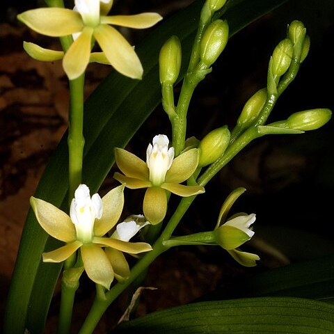 Prosthechea ochracea unspecified picture