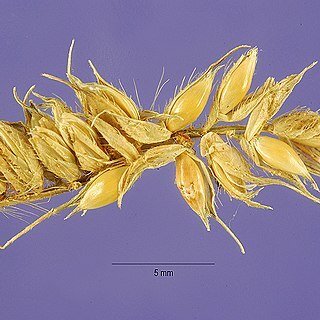 Echinochloa stagnina unspecified picture