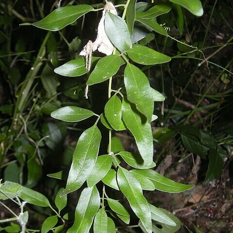 Jasminum didymum subsp. racemosum unspecified picture