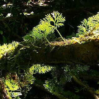 Elaphoglossum peltatum unspecified picture