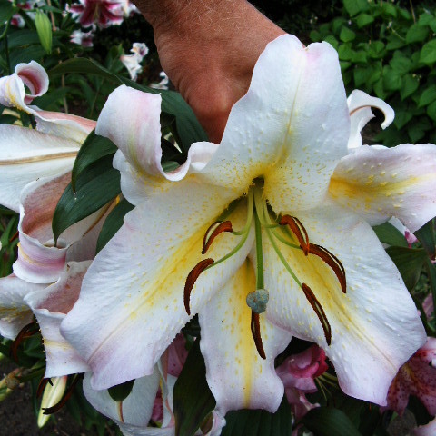 Lilium auratum var. platyphyllum unspecified picture