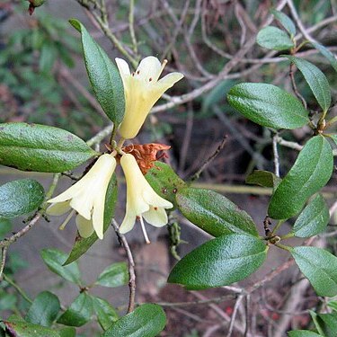 Rhododendron sulfureum unspecified picture