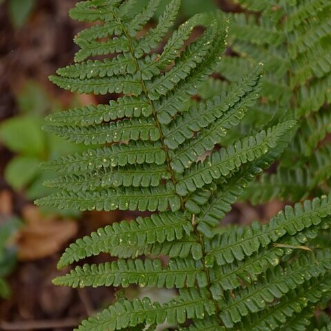 Dryopteris cambrensis unspecified picture