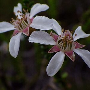 Leptospermum epacridoideum unspecified picture