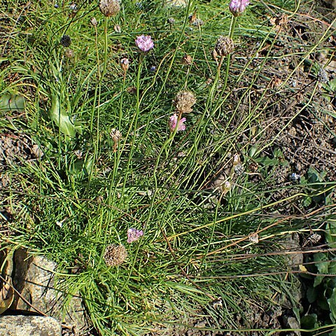 Armeria curvifolia unspecified picture