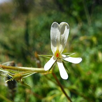 Pelargonium elongatum unspecified picture