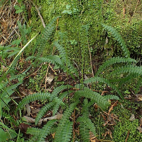 Blechnum membranaceum unspecified picture