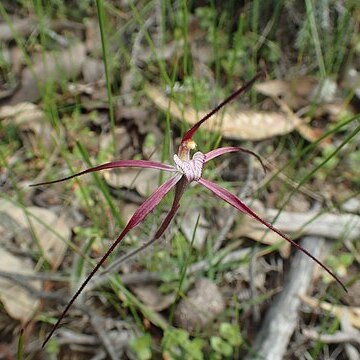 Caladenia footeana unspecified picture