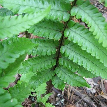 Dryopteris pycnopteroides unspecified picture