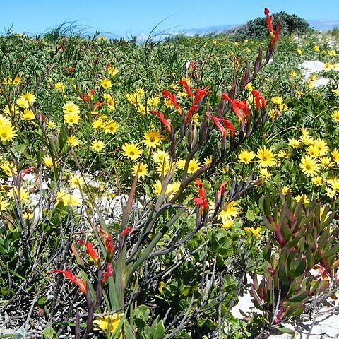 Gladiolus cunonia unspecified picture