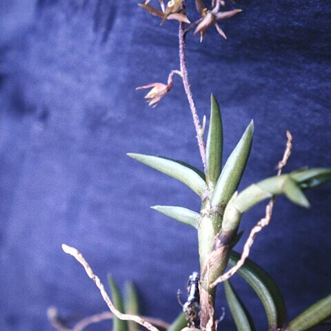 Epidendrum microphyllum unspecified picture