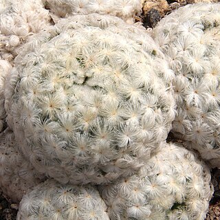 Mammillaria plumosa unspecified picture