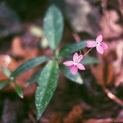 Pseuderanthemum crenulatum unspecified picture