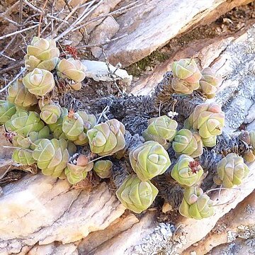 Crassula columella unspecified picture