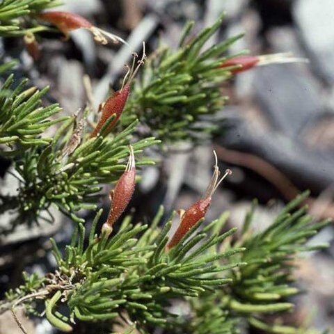 Eremophila chamaephila unspecified picture