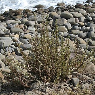 Bassia hyssopifolia unspecified picture