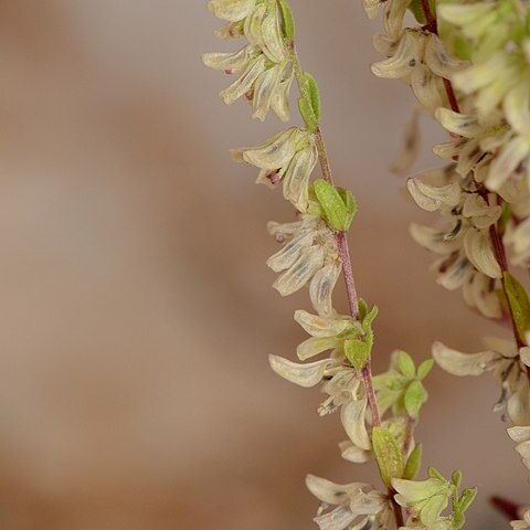 Callipeltis unspecified picture