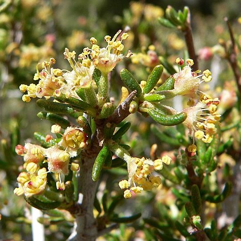 Cercocarpus unspecified picture