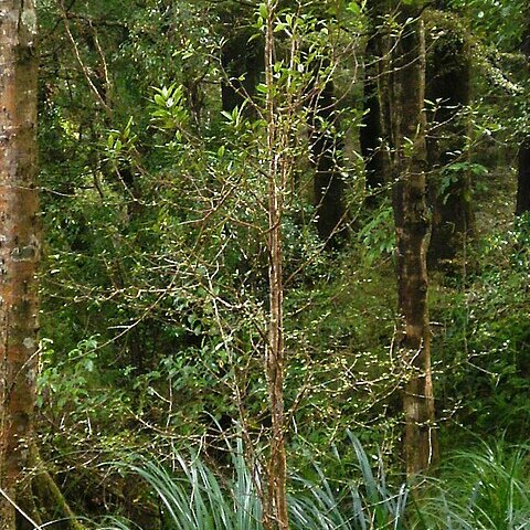 Elaeocarpus hookerianus unspecified picture