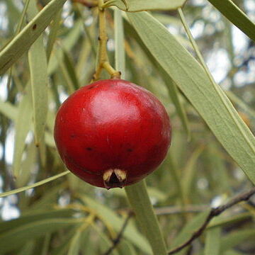 Santalum acuminatum unspecified picture