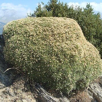 Echinospartum unspecified picture