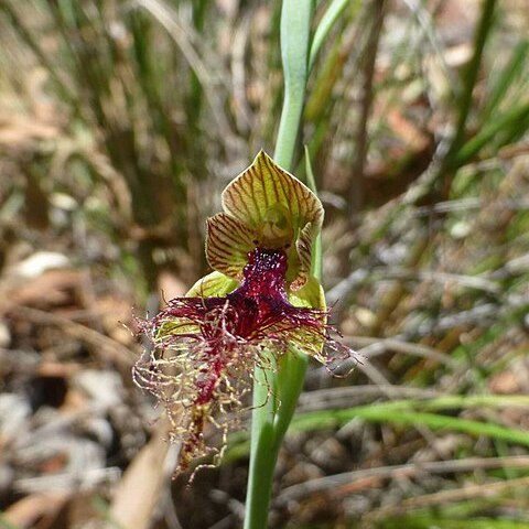 Calochilus therophilus unspecified picture