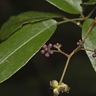 Cephalaralia cephalobotrys unspecified picture