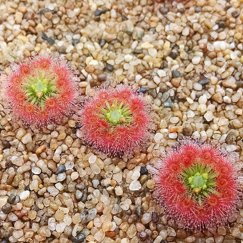 Drosera paleacea unspecified picture