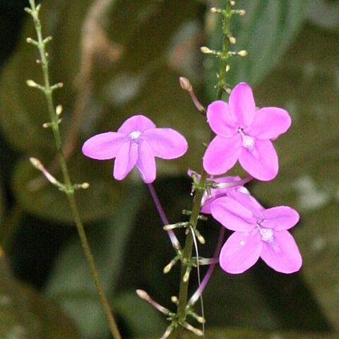 Pseuderanthemum alatum unspecified picture