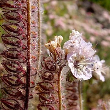 Phacelia cicutaria unspecified picture