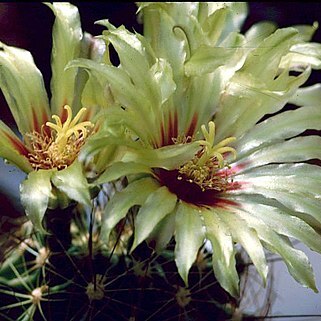 Thelocactus setispinus unspecified picture