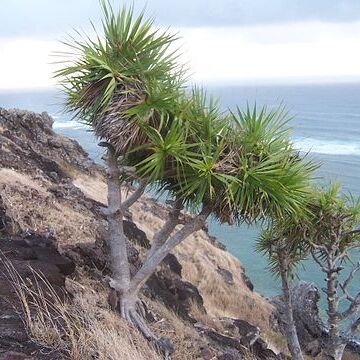 Pandanus unspecified picture