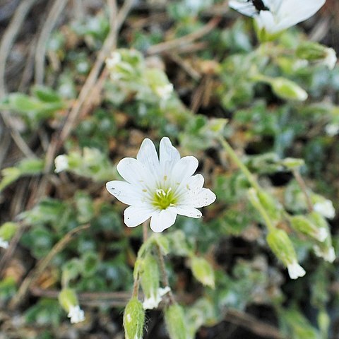 Cerastium eriophorum unspecified picture