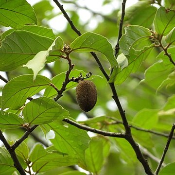 Pterospermum reticulatum unspecified picture