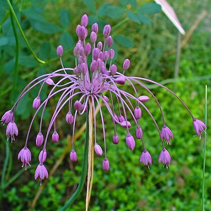 Allium carinatum subsp. pulchellum unspecified picture