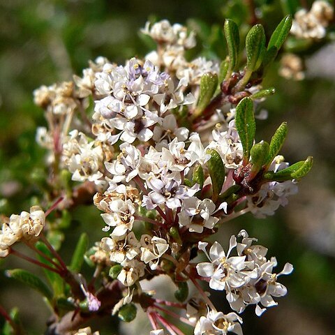 Ceanothus ophiochilus unspecified picture