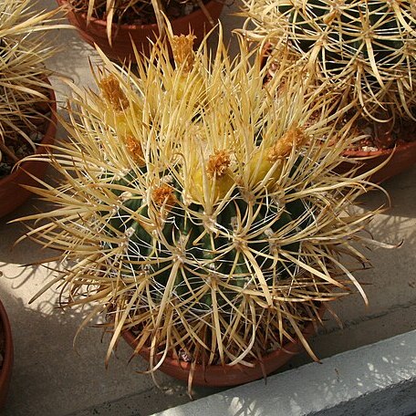 Ferocactus chrysacanthus unspecified picture