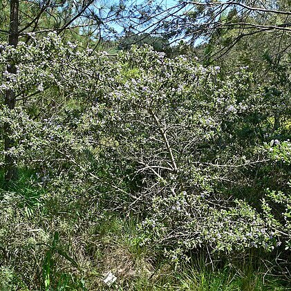 Ceanothus papillosus unspecified picture