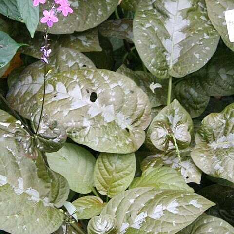 Pseuderanthemum alatum unspecified picture