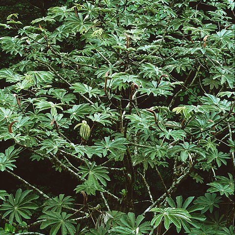 Cecropia angustifolia unspecified picture