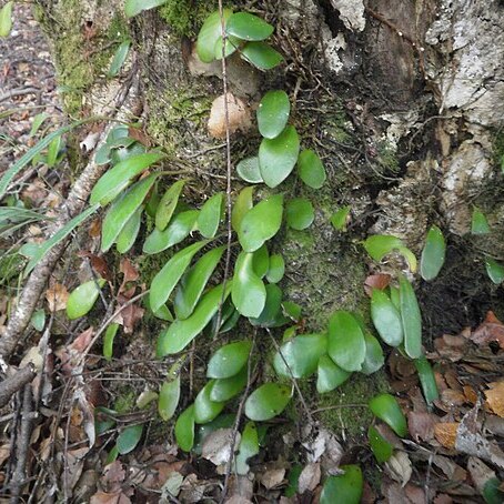 Pyrrosia eleagnifolia unspecified picture