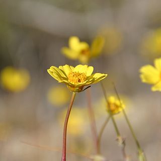 Coreopsis californica unspecified picture