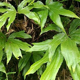 Dipteris chinensis unspecified picture