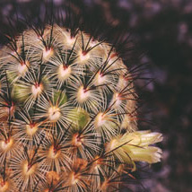 Mammillaria microhelia unspecified picture