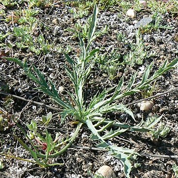 Eryngium aristulatum unspecified picture