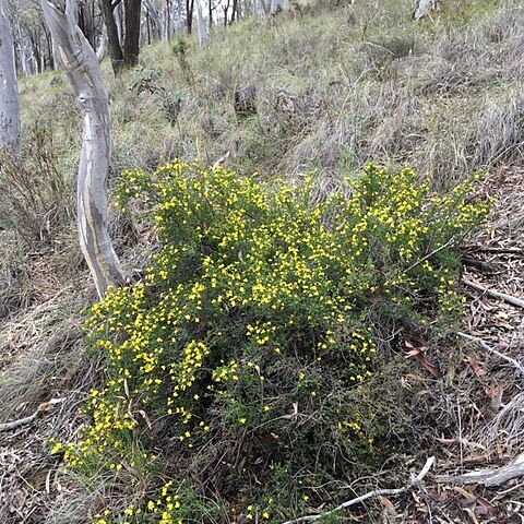 Hibbertia ericifolia unspecified picture